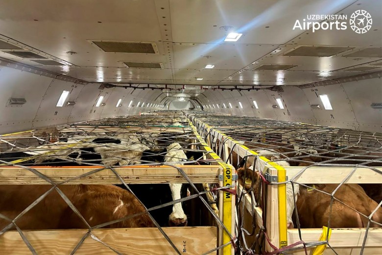 Simmental and Holstein breed cows landed in Tashkent 2