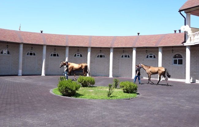 Ramzan Kadyrov offers horses