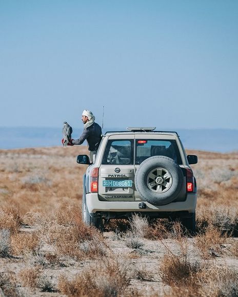 POTD Dubai Crown Prince hunts bustards with falcons in Navoi big